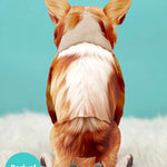 Back of Corgi Pop-Up Pup