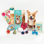 Corgi Pop-Up Pup with accessories