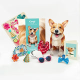 Corgi Pop-Up Pup with accessories