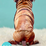 Back of English Bulldog Pop-Up Pup