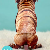 Back of English Bulldog Pop-Up Pup