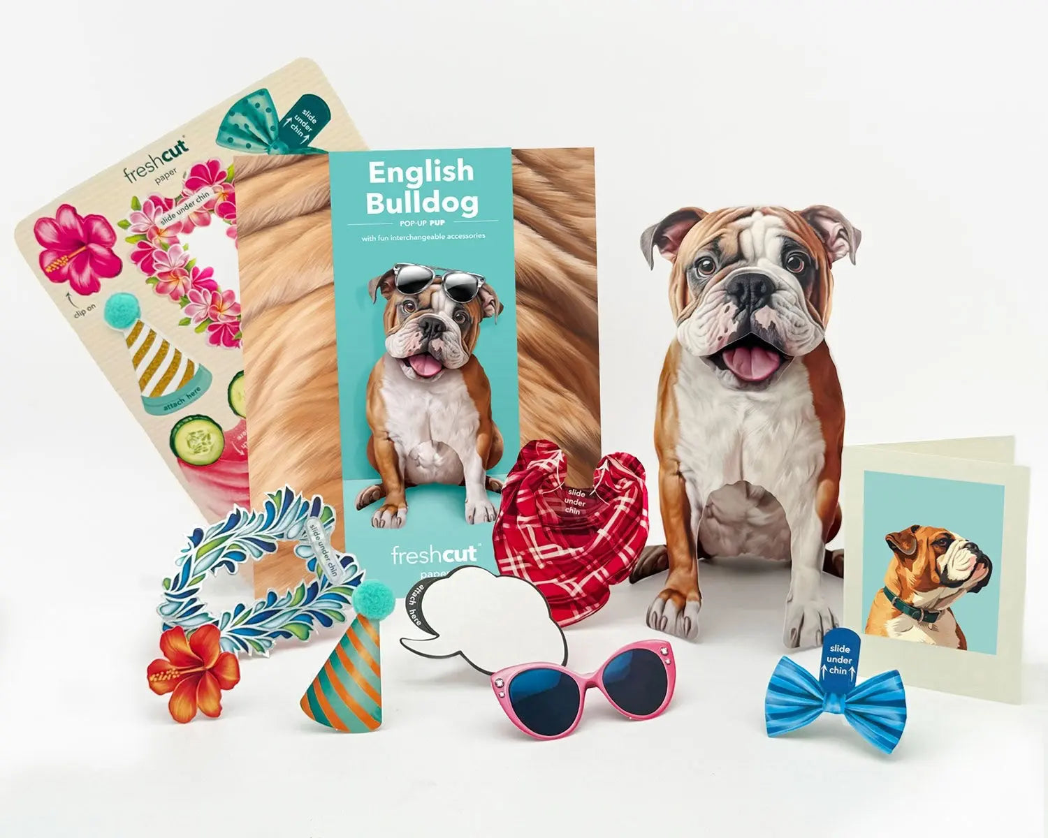English Bulldog Pop-Up Pup with accessories