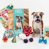 English Bulldog Pop-Up Pup with accessories
