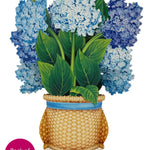 Back of Nantucket Hydrangeas