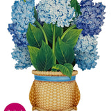 Back of Nantucket Hydrangeas