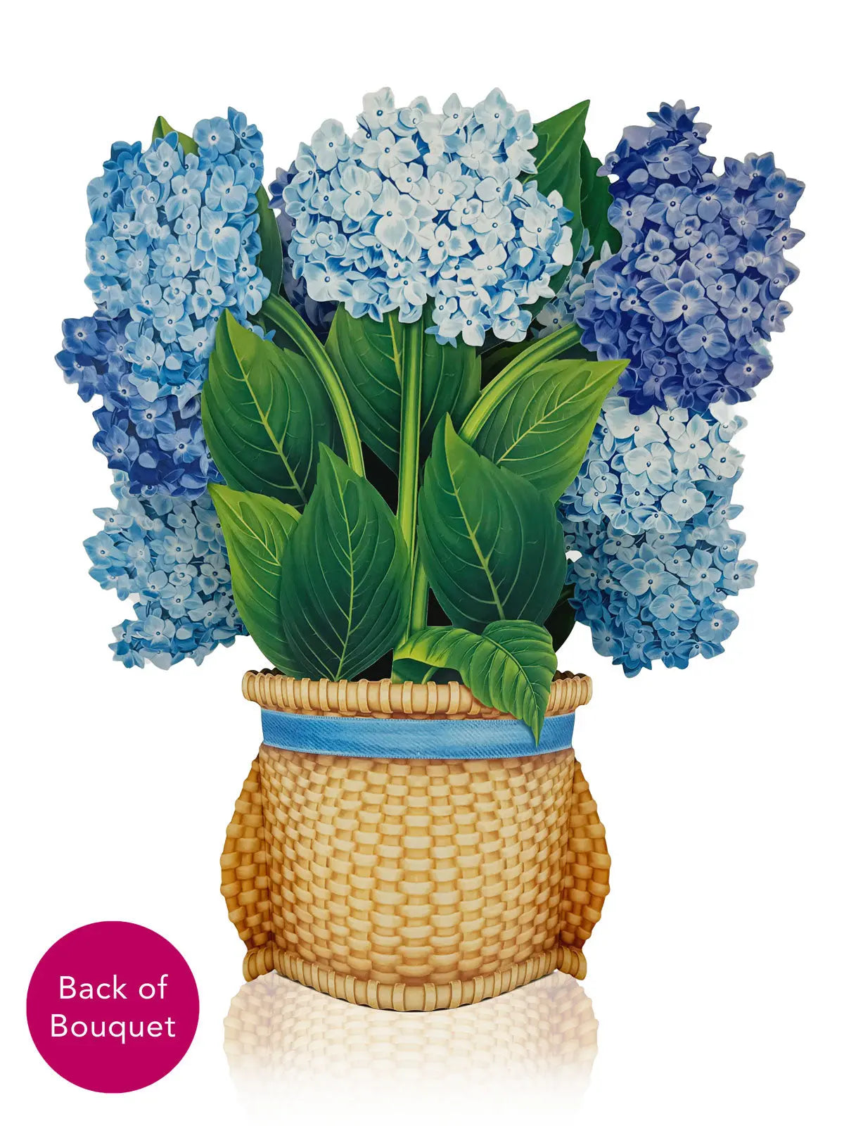 Back of Nantucket Hydrangeas
