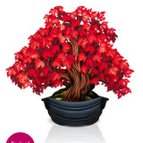 Red Maple Tree Back