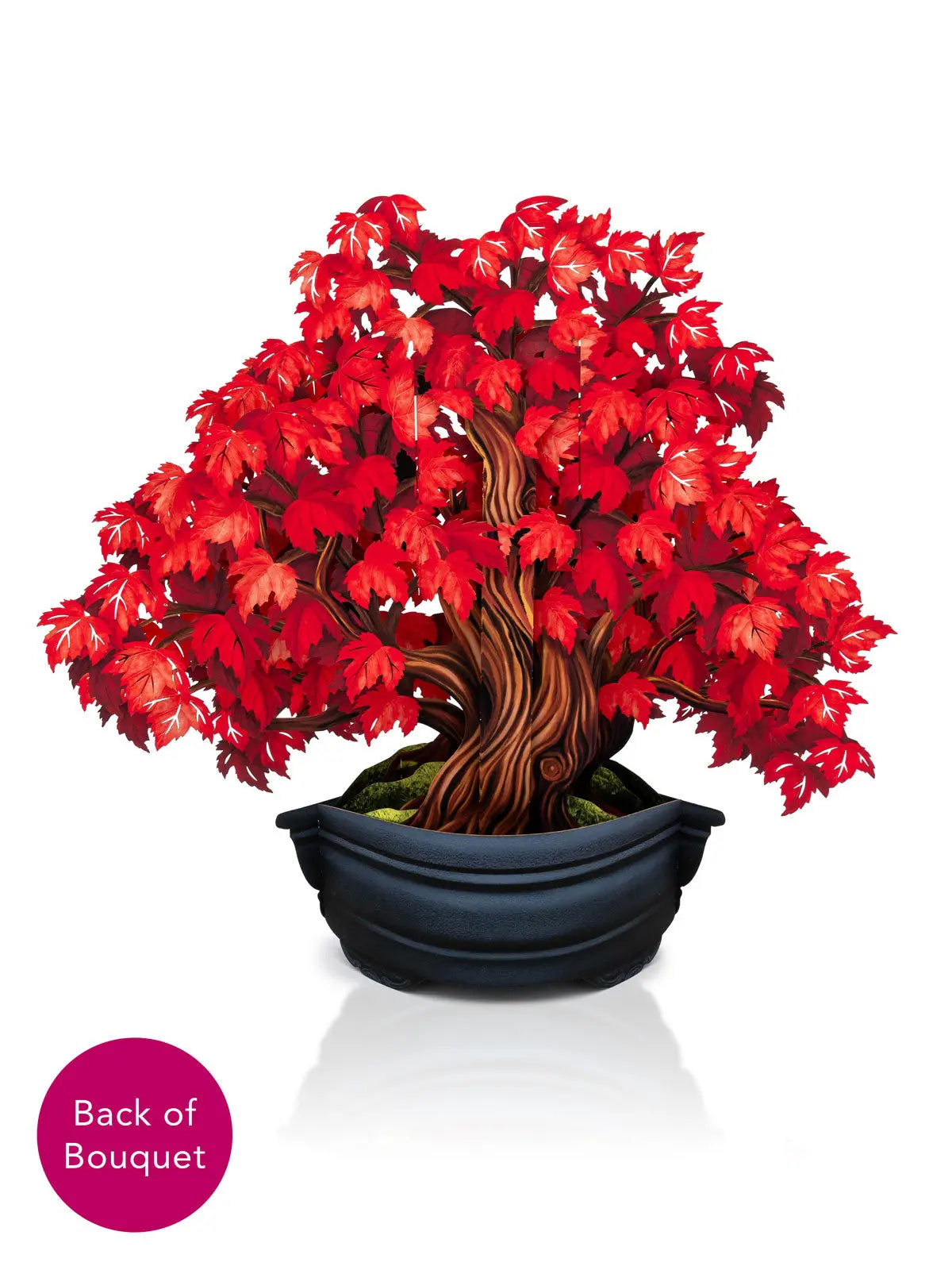 Red Maple Tree Back