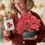 Red Maple Tree harvest decorations