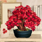Red Maple Tree with matching notecard
