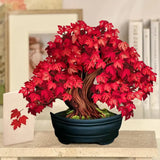 Red Maple Tree with matching notecard