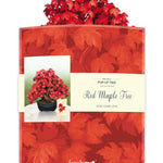 Red Maple Tree and Envelope