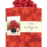 Red Maple Tree and Envelope