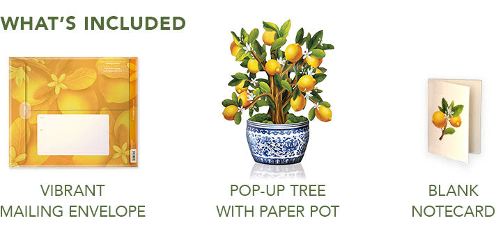 Lemon Blossom Tree