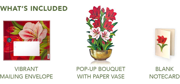 Christmas Scarlet Amaryllis