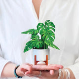 Mini Monstera Tree