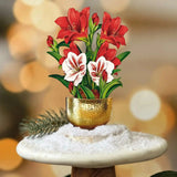 Mini Scarlet Amaryllis