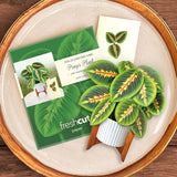 Mini Prayer Plant Pop-Up Card FreshCut Paper