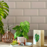 Mini Monstera - FreshCut Paper