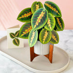 Prayer Plant - FreshCut Paper