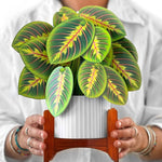 Prayer Plant - FreshCut Paper
