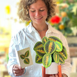 Prayer Plant - FreshCut Paper