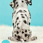 Back of Dalmatian Pop-Up Pup