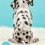 Back of Dalmatian Pop-Up Pup