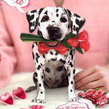 Valentine's Day Dalmatian Pop-Up Card