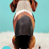 Back of Beagle Pop-Up Pup