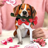 Valentine's Day Beagle Pop-Up Card FreshCut Paper