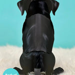 Back of Black Lab Pop-Up Pup