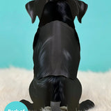 Back of Black Lab Pop-Up Pup
