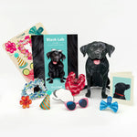 Black Lab Pop-Up Pup with accessories