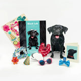 Black Lab Pop-Up Pup with accessories