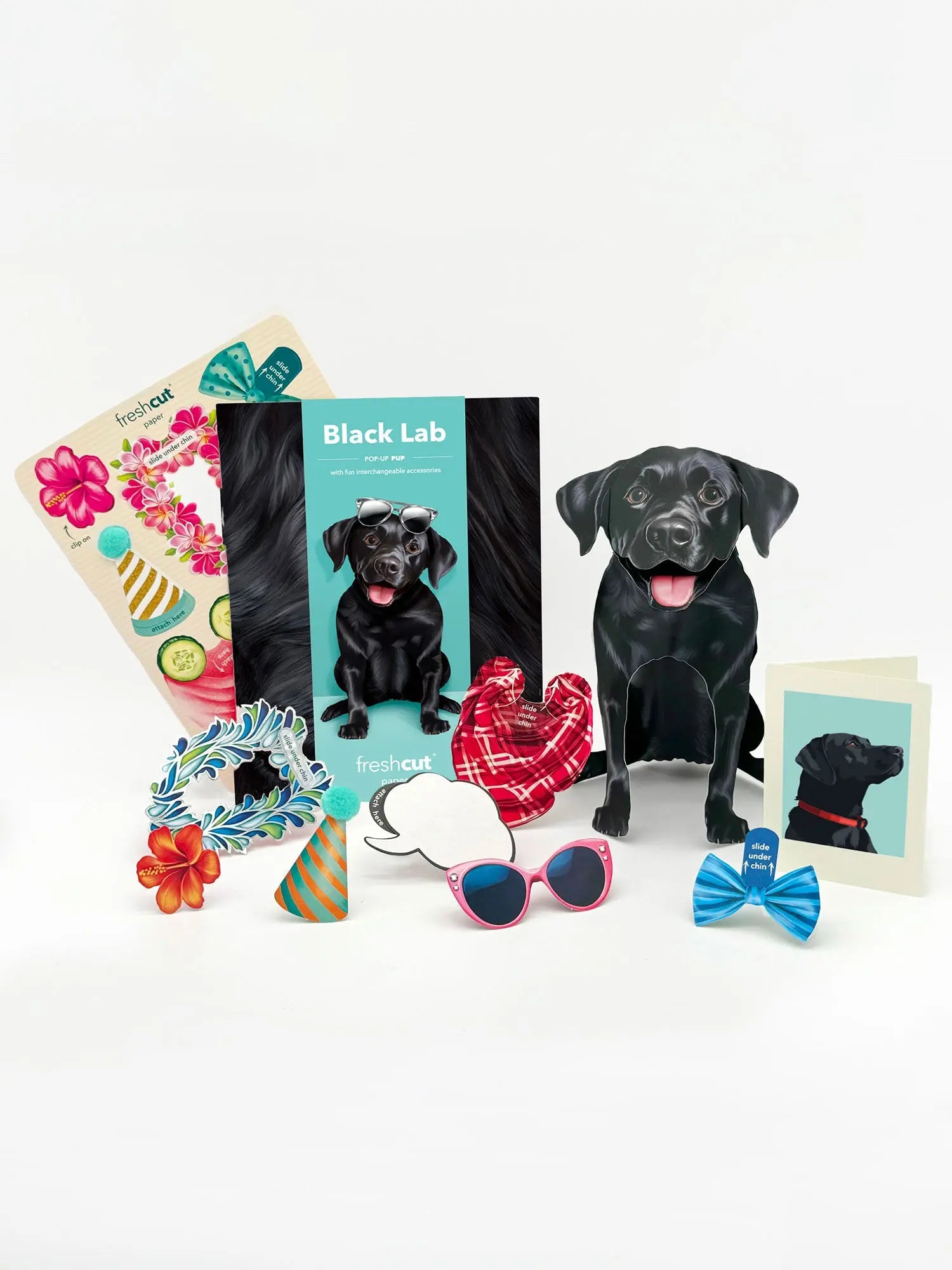 Black Lab Pop-Up Pup with accessories