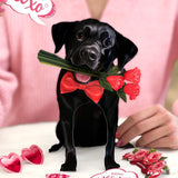 Valentine's Day Black Lab Pop-Up Card