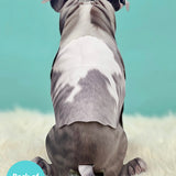 Back of Gray Pit Bull Pop-Up Pup 