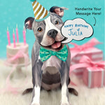 Gray Pit Bull Pop-Up Pup with birthday accessories