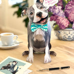 Freshcut paper Pitbull pop-up card on desk