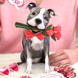 Valentine's Day Gray Pitbull Pop-Up Card