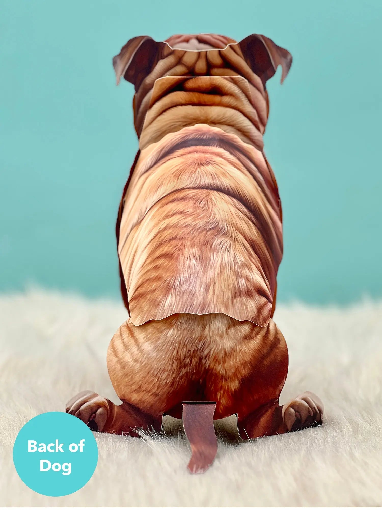 Back of English Bulldog Pop-Up Pup