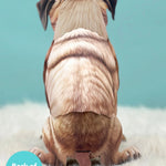 Back of Pug Pop-Up Pup