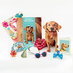 Golden Retriever Pop-Up Pup with accessories