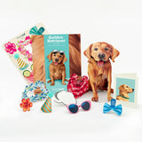 Golden Retriever Pop-Up Pup with accessories