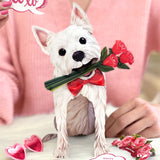 Valentine's Day Westie Pop-Up Card