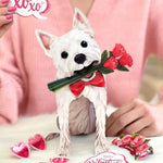 Valentine's Day Westie Pop-Up Card FreshCut Paper