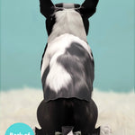 Back of Boston Terrier Pop-Up Pup