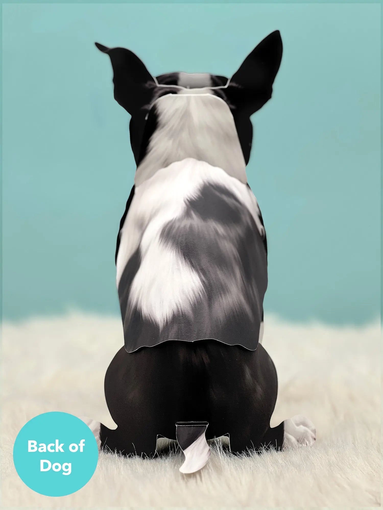 Back of Boston Terrier Pop-Up Pup