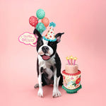 Birthday Boston Terrier Pop-Up Card FreshCut Paper